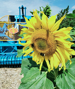 Sonnenblumen im Kreisverkehr