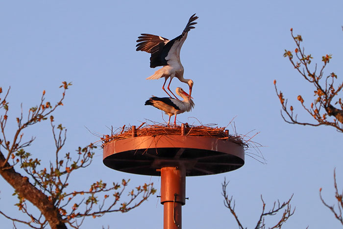 Störche im Nest an der Malzgasse Störche im Nest an der Malzgasse