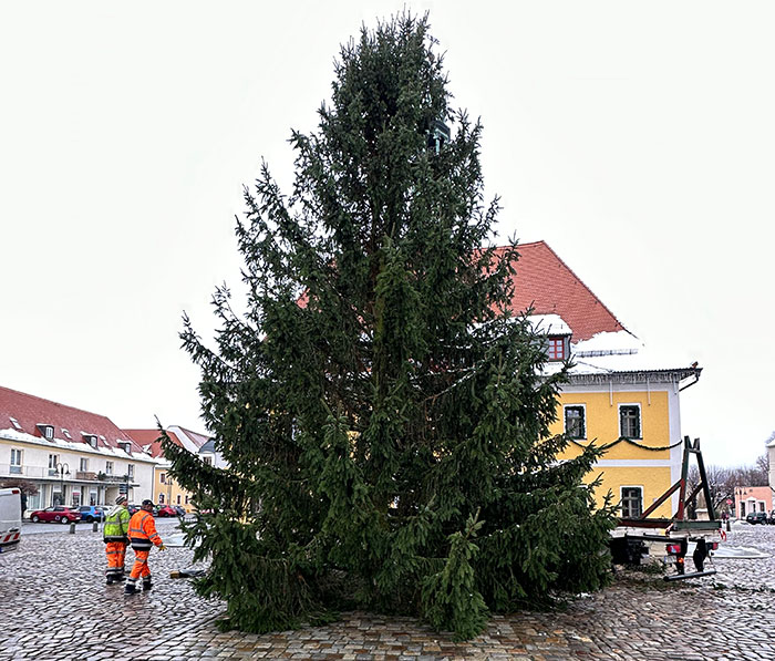 Weihnachtsbaum vorm Rathaus